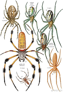 Monster_Medusa采集到G 参·乌鸦蜘蛛 暗黑生物