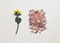 Oana Befort