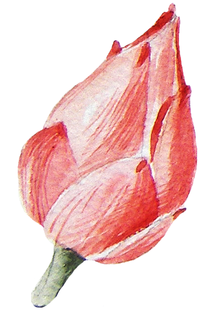 花雷PNG