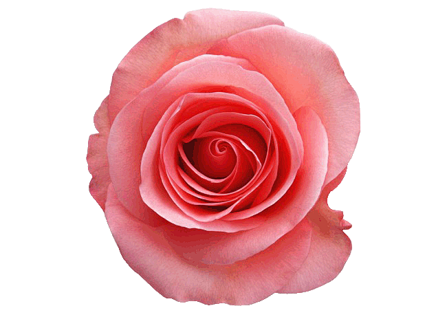 一朵粉色玫瑰花PSD