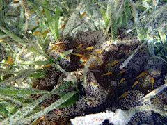 礁石,鱼类,珊瑚,水,水平画幅,无人,水下,安达曼海,野外动物,细斑石斑鱼