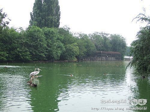 北京动物园水禽系列, 花粉颖旅游攻略