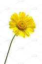 黄色,金色雏菊,甘菊,垂直画幅,无人,白色背景,夏天,背景分离,仅一朵花,花