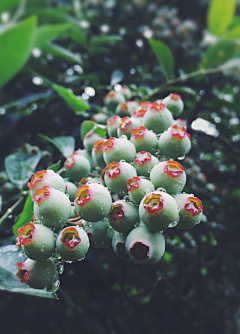 蘑法少女采集到花草树木