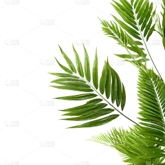 绿色植物叶子树叶装饰元素