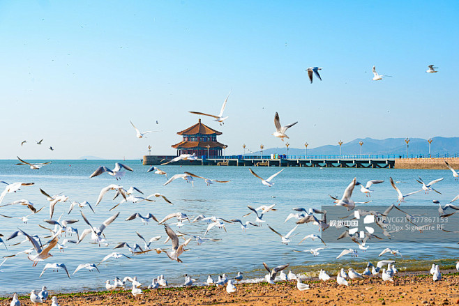 青岛栈桥景区风光，海鸥图片素材