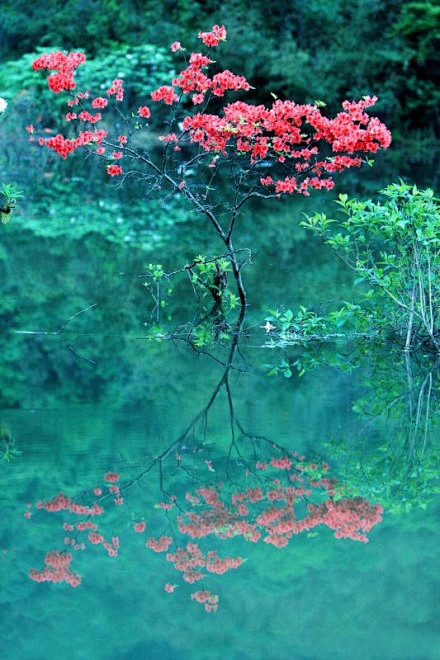 水中花