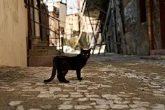 点击来源直接获取大图文件 |一只流浪的黑猫在小巷里走着。 