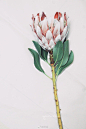 帝王花