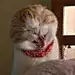 猪咪的打工日记