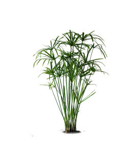 安♂Nan采集到植物