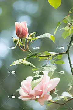 玫瑰花蕾 玫瑰 粉红玫瑰 花壁纸 粉红色的花 玫瑰园 玫瑰花 花