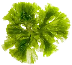 海藻