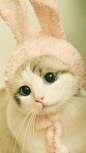 可爱猫咪  手机壁纸