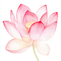 jasonsun1576_Watercolor_pink_lotus_flower_on_a_white_background_d8502a8d-80f6-4be0-9f1c-8596fec524c3