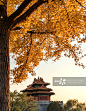 秋天阳光下银杏树掩映的北京故宫角楼图片素材