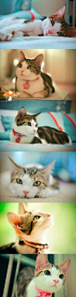 猫咪