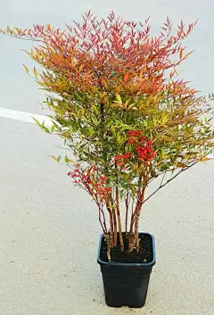 南天竹-花瓣网