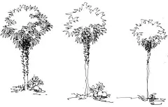 前8张棕榈科植物，第9张乔木画法 ​​​​