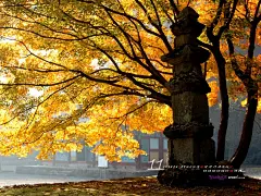 2010年11月月历壁纸桌面壁纸1