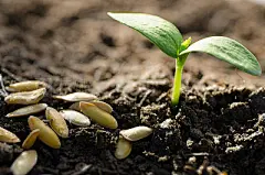 seed and plant growing over green background