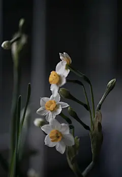 立春·凌波仙子