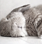 bunny asleep