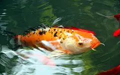 富贵鲤鱼写真24寸宽屏高清桌面壁纸下载桌面壁纸1