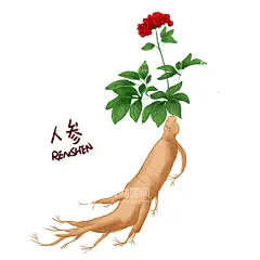 人参  - 源文件下载【酷图网】中药,草本,植物,手绘,人参