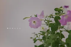 矮牵牛