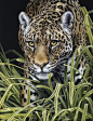 scratchboard-17-2_jaguar.jpg (3129×4089)