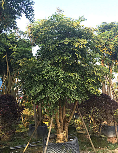 爱花花花花采集到植物单体