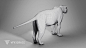 SiberianTiger Animation - MAYA Character Asset