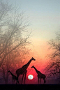 Sunset in Africa