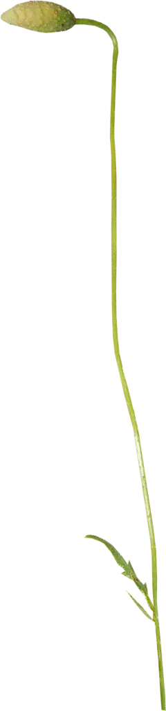 6PKZMT6G采集到植物装饰png