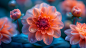 flowers-3840x2160-orange-25791