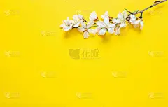 杏花在明亮的黄色背景，复制空间