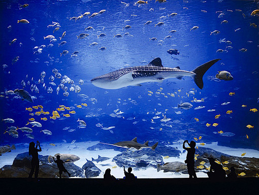 世界最大的水族馆 | poboo 创意娱...