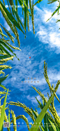 【源文件下载】 海报 二十四节气 小满 天空 稻谷