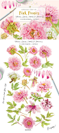 手绘水彩花卉植物水彩粉色牡丹花包装PNG免抠设计素材  (1)