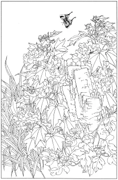 芙蓉 (14)