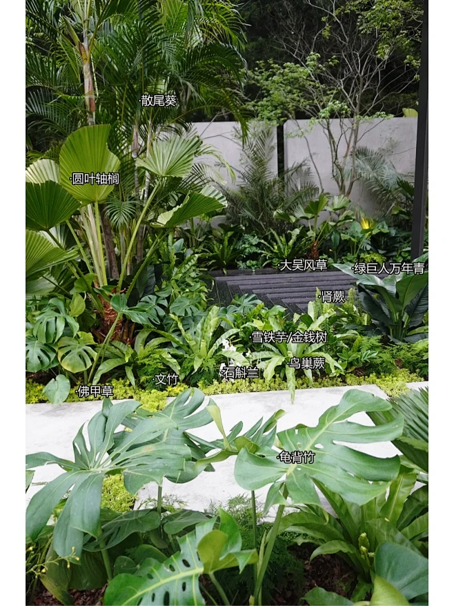 分享一组热带雨林风的植物搭配～-花瓣网