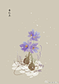 #365天生日花# 1月24日 番红花 (Saffron Crocus) 
花语 : 进退得宜 ​​​​