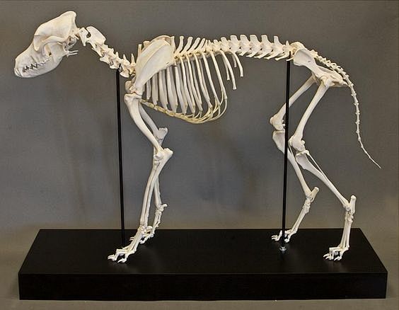 articulated dog skel...