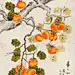 中央美院凌雪花鸟画《事事如意》 - 柿柿如意 - 99字画网