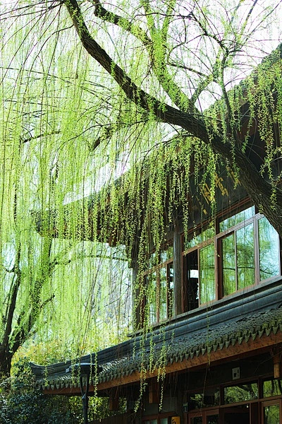 柳梢青，如瀑 （柳浪闻莺，闻莺阁）-花瓣网