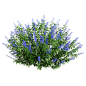 Salvia Guarantica开满紫色花朵的燕雀草 深蓝鼠尾草3D模型（OBJ,FBX,MAX）