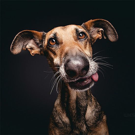 Expressive Dog Portr...