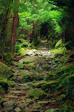 南北东嘻嘻的西采集到森林场景