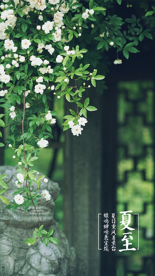 夏日熏风暑坐台，蛙鸣蝉噪袭尘埃。——夏至